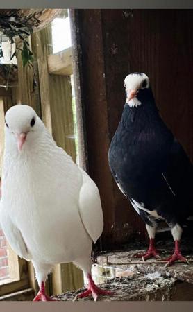 Image 2 of a domestic pigeon breeding pair