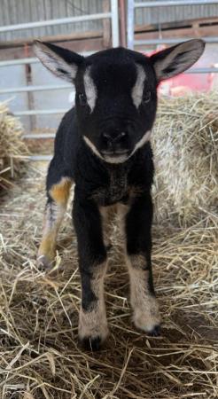 Image 1 of Badger face texel ram lambs