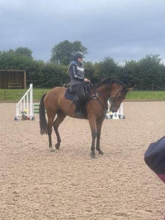 Image 2 of Warmblood mare 16.2, companion/ can be ridden