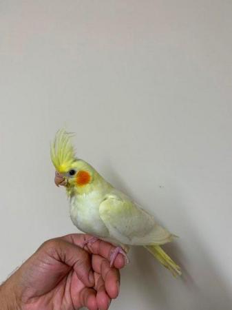 Image 3 of Hand Reared Gorgeous Cockatiel