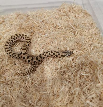 Image 8 of Hognose snakes CB23, Anacondas, Normals