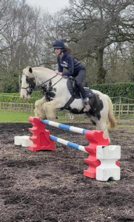 Image 3 of Gorgeous 14hh sporty fun cob mare