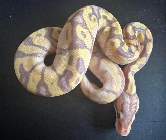 Preview of the first image of enchi pastel coral glow hatchling for sale.