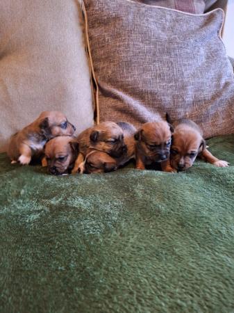 6 stunning Jack Russell puppies from a licenced breeder for sale in Thetford, Norfolk - Image 5