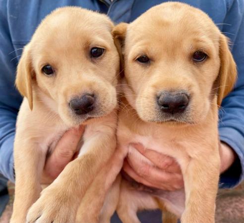Image 4 of Fox red and Yellow labrador puppies. KC registered