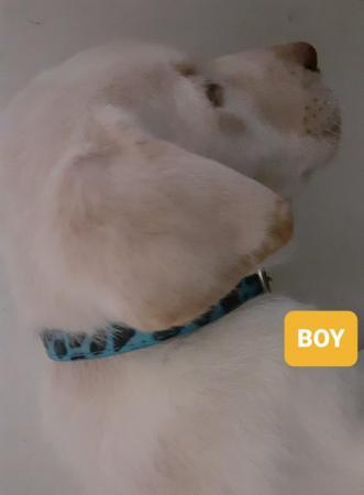 Image 9 of Labrador Puppy - Sparkling eyes!