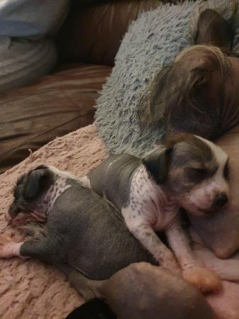 Image 11 of KC Chinese crested puppieslooking for their forever home