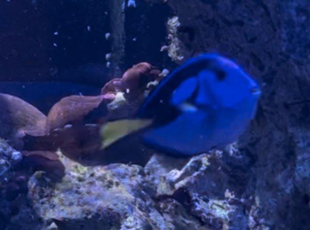 Preview of the first image of Regal Tang Medium/Large Size Reef Safe.