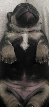 Image 4 of Beautiful Bulldog puppies ready Tuesday