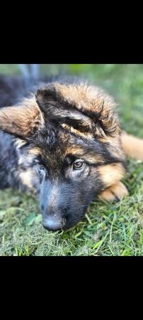 Image 2 of German shepherd pups Fully kc regersted