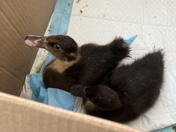 Image 3 of *two sexed Indian runner ducklings*