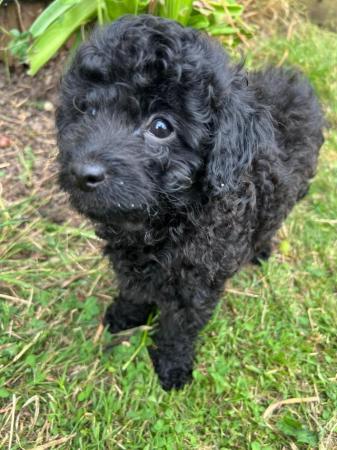 Image 8 of Gorgeous Toy Cavapoos - Ready Now!