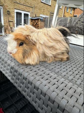 Image 5 of Lovely funky haired male guinea pig.