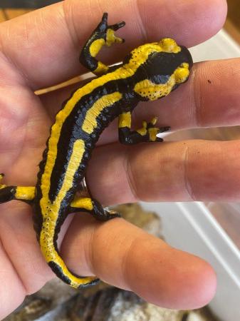 Image 5 of Fire salamanders lovely looking