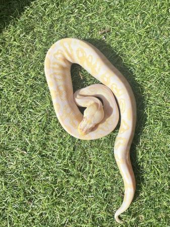 Image 1 of Cinnamon pastel albino ball python for sale