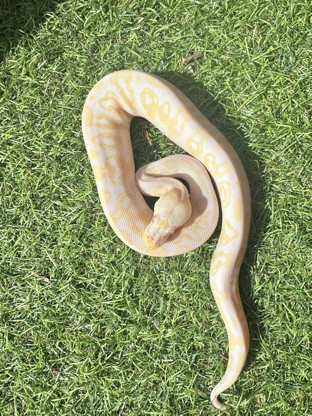 Preview of the first image of Cinnamon pastel albino ball python for sale.