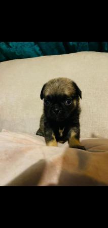 Image 1 of 8 week old chug puppies for sale