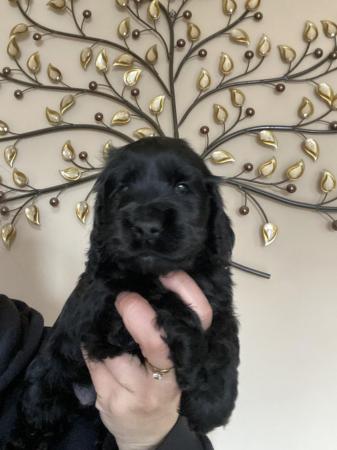 Image 1 of Gorgeous Show Type Cocker Spaniels