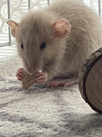 Image 2 of 4-5 month old rat for sale