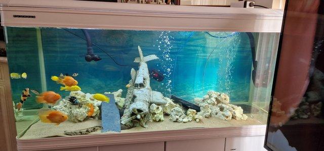 Image 5 of 5ft fish tank and cabinet for sale