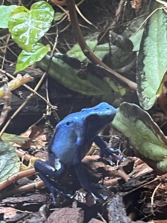 Image 1 of Dendrobates tinctoruis azureus tadpoles