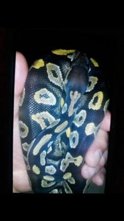 Image 7 of Black head royal python 50% possible het Orange ghost