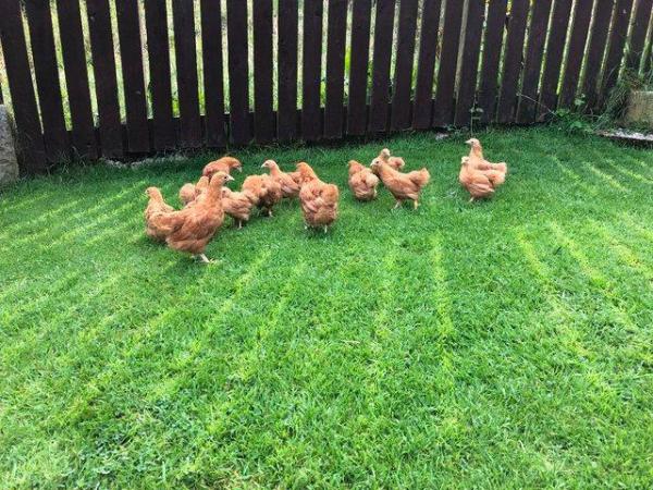Image 31 of *POULTRY FOR SALE,EGGS,CHICKS,GROWERS,POL PULLETS*