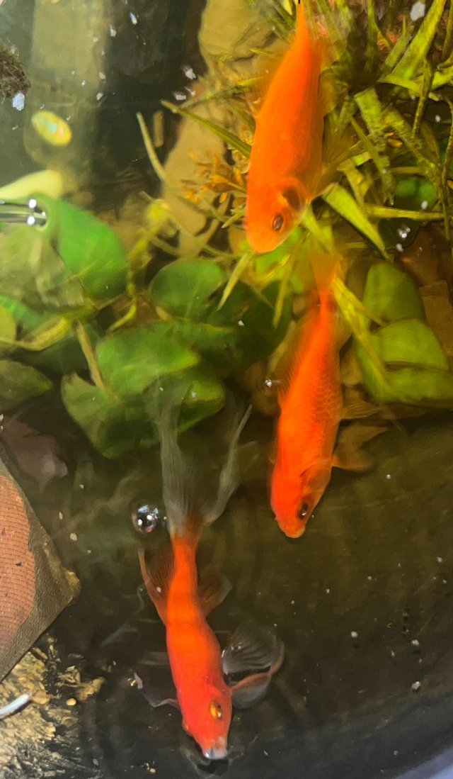 Preview of the first image of Koi carp goldfish for sale London.