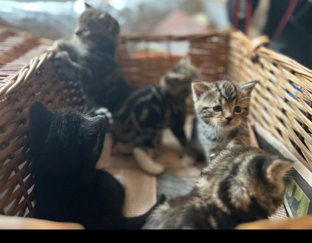 Preview of the first image of 5 robust healthy pretty kittens.