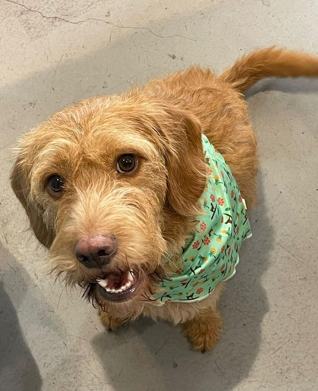 brilliant and amazing 5-year-old Labradoodle. — photo 4 of 4