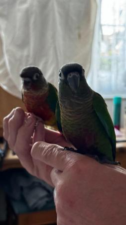 Image 13 of Handreared baby conures Various different mutations avaiable