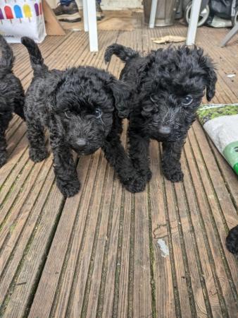 Image 5 of Mixed breed puppies for sale poodlexwirefoxterrier