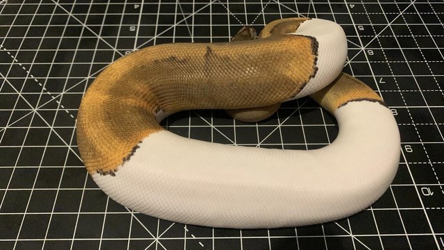 Image 5 of 2023 Male Ghi Pinstripe Pied Ball Python Royal Snake