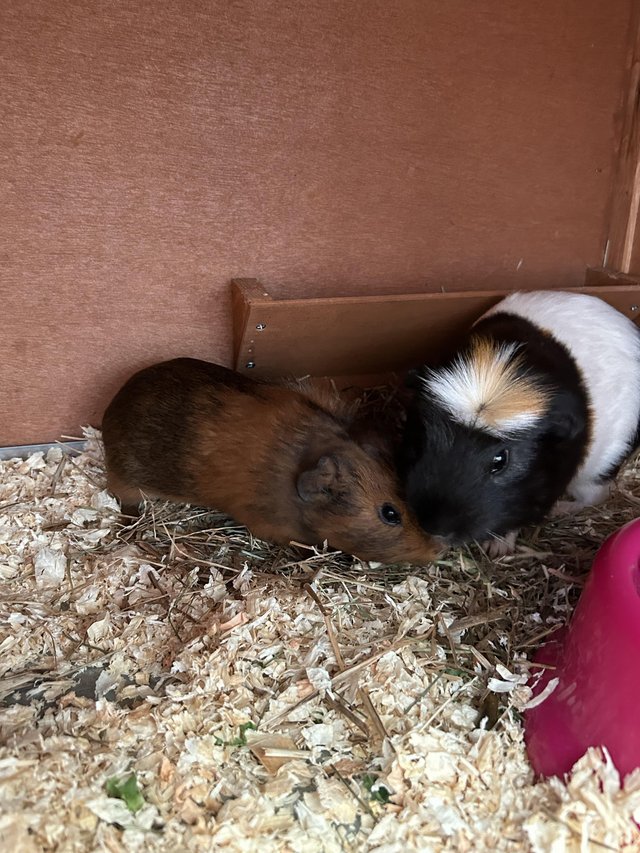 Preview of the first image of bonded boars ready for a forever home.