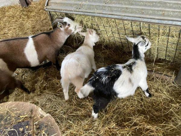Image 2 of Pygmy goat nannies of various ages for sale due to herd redu
