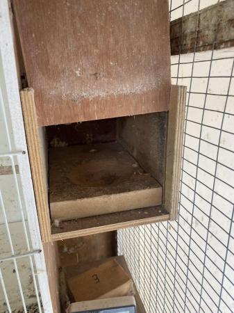 Image 3 of Budgie breeding cages x 4 with nest boxes