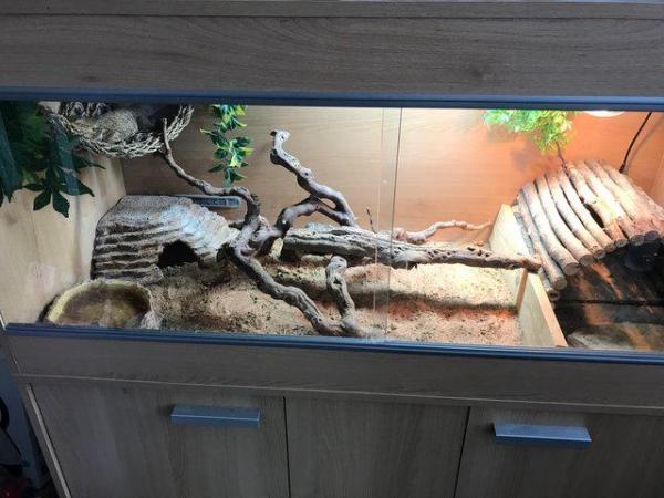 Image 5 of Male bearded dragon with full set up