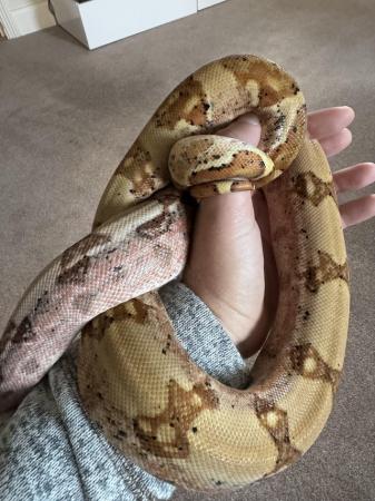 Image 5 of Boa constrictor hypo male