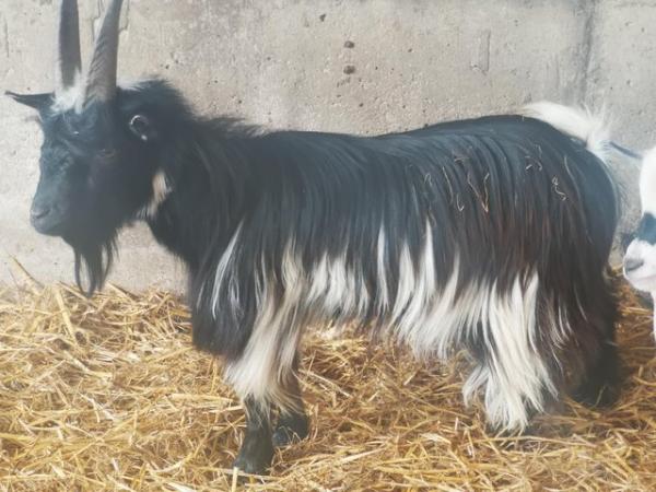 Image 1 of PGC registered Billy Goat for Sale