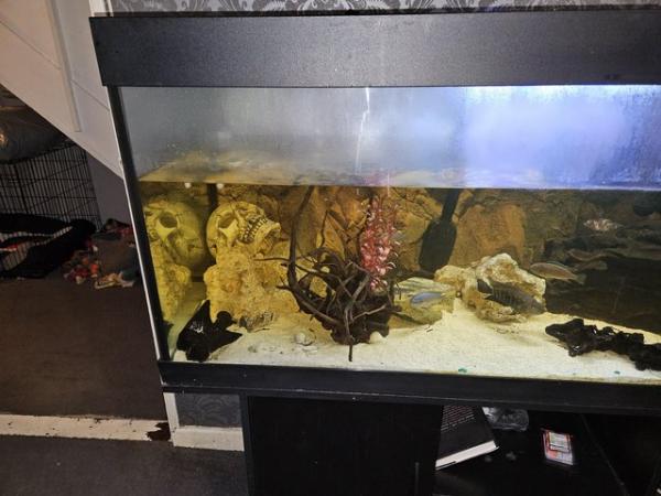 Image 3 of 5ft black fish tank with stand and everything else