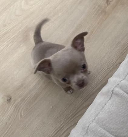 Image 1 of Chihuahua puppy ready now