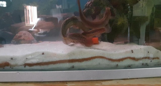Image 2 of 5 x  4 month old Weather loaches