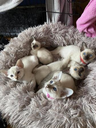 Image 32 of Exceptionally beautiful and silky soft GCCF siamese kittens