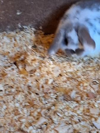 Image 3 of miniature lops rabbits x girls