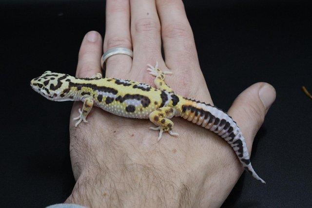 Image 4 of Leopard Gecko (Bold Bandit) (poss hets below) hatch 28/7/23