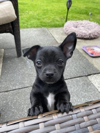 Image 9 of 2 black boy chihuahua puppies ready now