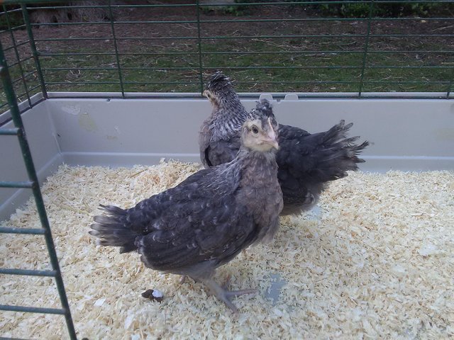Preview of the first image of 2 female Pure Bred Creme Legbars Chicks 7 weeks old.