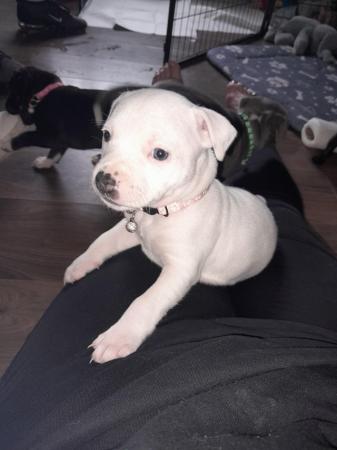 Image 3 of Staffordshire bull terrier puppies