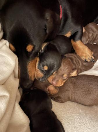 Image 7 of Beautiful Girl Dachshunds, ready to leave 8th May.