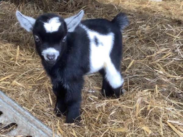 Image 3 of Two little Pygmy goat wether kids